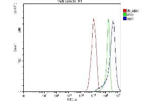 Flow Cytometry analysis of RT4 cells using anti-MX1 antibody (ABIN7601731). (MX1 anticorps  (AA 435-621))