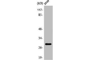 Western Blot analysis of 293 cells using PTTG1/2/3 Polyclonal Antibody (PTTG1 anticorps  (Internal Region))