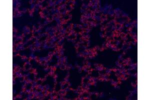 Immunofluorescence analysis of paraffin-embedded mouse lung using CD54 Polyclonal Antibody at dilution of 1:300. (ICAM1 anticorps)