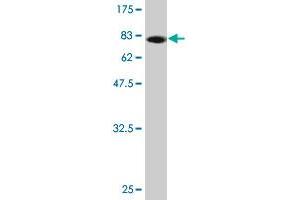 Western Blot detection against Immunogen (80.