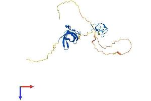 AlphaFold protein structure predicition of Human Recombinant LIN28B Protein, UniprotID Q6ZN17