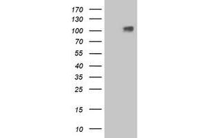 Western Blotting (WB) image for anti-Leucine-Rich Repeat Containing G Protein-Coupled Receptor 4 (LGR4) (AA 230-540) antibody (ABIN1491239) (LGR4 anticorps  (AA 230-540))