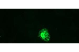 Image no. 3 for anti-Growth Arrest and DNA-Damage-Inducible, gamma (GADD45G) antibody (ABIN1497601) (GADD45G anticorps)