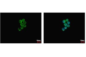 ICC/IF Image NCF1 antibody detects NCF1 protein at cytoplasm by immunofluorescent analysis. (NCF1 anticorps)