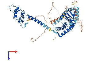 AlphaFold protein structure predicition of Mouse Recombinant Thra Protein, UniprotID P63058