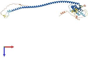 AlphaFold protein structure predicition of Mouse Recombinant Atg14 Protein, UniprotID Q8CDJ3