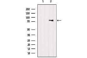 Western blot analysis of extracts from 3T3, using GRK2 Antibody.