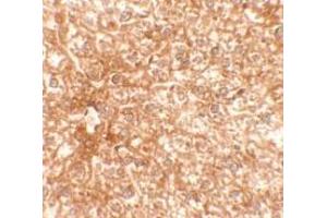 Immunohistochemistry of EPAC3 in mouse liver tissue with EPAC3 Antibody at 2. (RAPGEF4 anticorps  (N-Term))