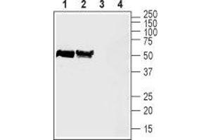 Western blot analysis of rat (lanes 1 and 3) and mouse (lanes 2 and 4) brain lysates: - 1,2. (Slc30a3 anticorps  (2nd Cytoplasmic Loop))