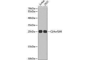 Western blot analysis of extracts of various cell lines, using C14orf166 antibody (ABIN6127699, ABIN6137728, ABIN6137729 and ABIN6220257) at 1:1000 dilution. (C14orf166 anticorps  (AA 1-244))