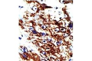 Image no. 1 for anti-Farnesyl Diphosphate Synthase (FDPS) (AA 24-53), (N-Term) antibody (ABIN357713) (FDPS anticorps  (N-Term))