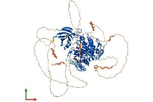 AlphaFold protein structure predicition of Mouse Recombinant Agbl5 Protein, UniprotID Q09M02