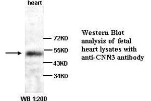 Image no. 1 for anti-Calponin 3, Acidic (CNN3) (C-Term) antibody (ABIN790991) (CNN3 anticorps  (C-Term))