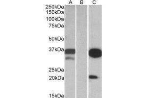 Western Blotting (WB) image for anti-Dual Adaptor of Phosphotyrosine and 3-phosphoinositides (DAPP1) (Internal Region) antibody (ABIN2464852) (DAPP1 anticorps  (Internal Region))