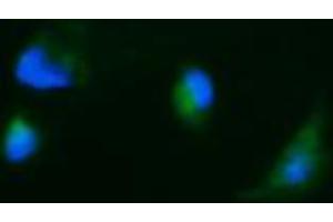 Image no. 1 for anti-Carbonic Anhydrase 12 (CA12) antibody (ABIN1497065) (CA12 anticorps)