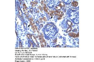 Human kidney (CHEK1 anticorps  (Middle Region))