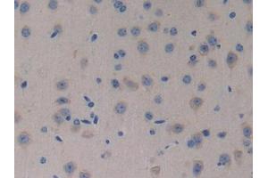 Detection of NT4 in Mouse Brain Tissue using Polyclonal Antibody to Neurotrophin 4 (NT4) (Neurotrophin 4 anticorps  (AA 80-209))