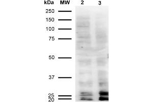 Western Blot analysis of Human Cervical Cancer cell line (HeLa) showing detection of Malondialdehyde -BSA using Mouse Anti-Malondialdehyde Monoclonal Antibody, Clone 11E3 . (Malondialdehyde anticorps  (FITC))