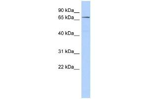 CLPB antibody used at 1 ug/ml to detect target protein. (CLPB anticorps)
