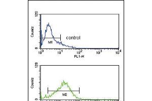 IRF8 Antibody (Center) (ABIN389337 and ABIN2839449) flow cytometry analysis of Jurkat cells (bottom histogram) compared to a negative control cell (top histogram).
