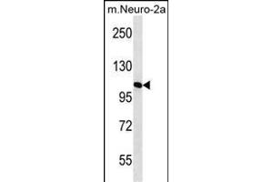 N2A2 Antibody (Center) (ABIN656432 and ABIN2845722) western blot analysis in mouse Neuro-2a cell line lysates (35 μg/lane). (MAN2A2 anticorps  (AA 767-796))