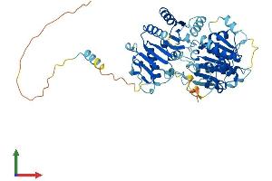 AlphaFold protein structure predicition of Mouse Recombinant Ddx28 Protein, UniprotID Q9CWT6
