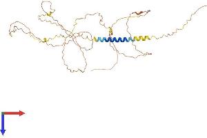 AlphaFold protein structure predicition of Human Recombinant LAX1 Protein, UniprotID Q8IWV1