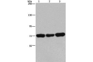 Western Blot analysis of 293T, Jurkat and Hela cell using PCK2 Polyclonal Antibody at dilution of 1:600 (PEPCK anticorps)