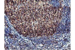 Image no. 1 for anti-Proteasome (Prosome, Macropain) Subunit, beta Type, 7 (PSMB7) (AA 58-277) antibody (ABIN1491598)