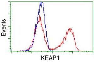 HEK293T cells transfected with either RC202189 overexpress plasmid (Red) or empty vector control plasmid (Blue) were immunostained by anti-KEAP1 antibody (ABIN2453951), and then analyzed by flow cytometry. (KEAP1 anticorps)
