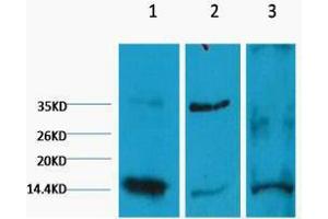 Western Blotting (WB) image for anti-Histone 3 (H3) (H3K9me2) antibody (ABIN3181178) (Histone 3 anticorps  (H3K9me2))