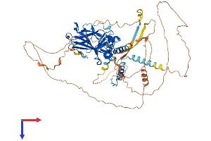 AlphaFold protein structure predicition of Mouse Recombinant Tp63 Protein, UniprotID O88898