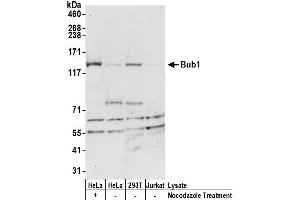 Western Blotting (WB) image for anti-Budding Uninhibited By Benzimidazoles 1 Homolog (Yeast) (BUB1) (AA 1-50) antibody (ABIN7454620)