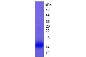 SDS-PAGE of Protein Standard from the Kit (Highly purified E.