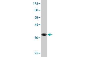 Western Blot detection against Immunogen (34.