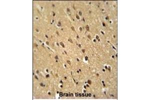 PUR4 Antibody (N-term) (ABIN650947 and ABIN2840005) immunohistochemistry analysis in formalin fixed and paraffin embedded human brain tissue followed by peroxidase conjugation of the secondary antibody and DAB staining.