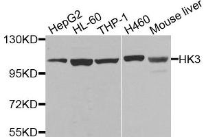 Western blot analysis of extracts of various cells, using HK3 antibody. (HK3 anticorps)