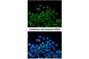 ICC/IF Image Immunofluorescence analysis of paraformaldehyde-fixed mouse ESC D3, using Nkx2. (NK2 Homeobox 5 anticorps)