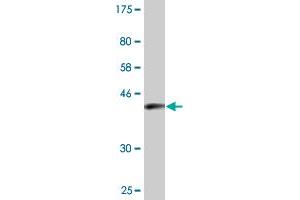 Western Blot detection against Immunogen (36.