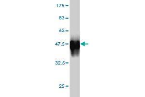 Western Blot detection against Immunogen (36.