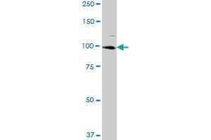 ARS2 MaxPab polyclonal antibody. (SRRT anticorps  (AA 1-796))
