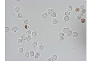 Immunofluorescence (IF) image for anti-Iododeoxyuridine (IdU) antibody (ABIN2669972) (IdU anticorps)