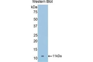 Detection of Recombinant COL2a1, Mouse using Polyclonal Antibody to Collagen Type II Alpha 1 (COL2a1)