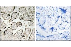 Immunohistochemistry analysis of paraffin-embedded human placenta tissue, using GIMAP5 Antibody. (GIMAP5 anticorps  (AA 231-280))