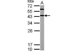 WB Image Sample (20 ug of whole cell lysate) A: mouse ESC 12% SDS PAGE antibody diluted at 1:5000 (OCT4 anticorps)