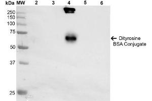 Western Blot analysis of Dityrosine-BSA Conjugate showing detection of 67 kDa Dityrosine-BSA using Mouse Anti-Dityrosine Monoclonal Antibody, Clone 10A6 . (Dityrosine anticorps  (HRP))