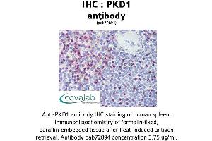 Image no. 1 for anti-Polycystic Kidney Disease 1 (Autosomal Dominant) (PKD1) (C-Term) antibody (ABIN1738122) (PKD1 anticorps  (C-Term))