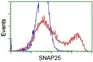 Flow Cytometry (FACS) image for anti-Synaptosomal-Associated Protein, 25kDa (SNAP25) antibody (ABIN1501018) (SNAP25 anticorps)