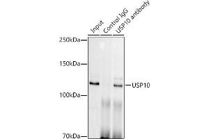 Immunoprecipitation analysis of 300 μg extracts of HeLa cells using 3 μg USP10 antibody (ABIN7271138).