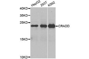Western blot analysis of extracts of various cell lines, using CRADD antibody. (CRADD anticorps  (AA 1-199))